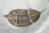 Bargain, Huntonia Lingulifer (Rare Species) - Oklahoma #92755-1
